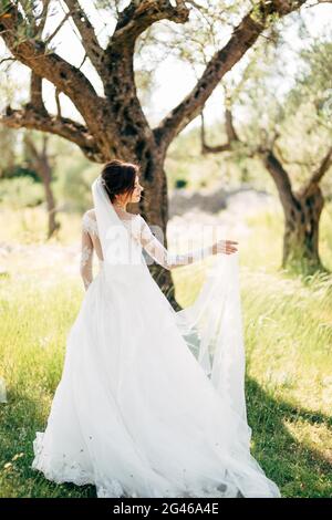 Bella sposa in tenera abito da sposa con lungo velo nuziale nell'oliveto Foto Stock