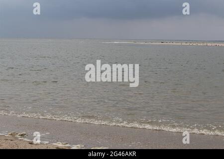 Un gruppo di foche che si stendano su una riva di sabbia e nuotano in acqua Foto Stock