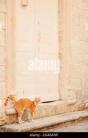 Gatti nella vecchia città di Budva, Kotor, Dubrovnik. La Croazia e il MON Foto Stock