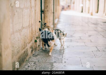 Gatti nella vecchia città di Budva, Kotor, Dubrovnik. La Croazia e il MON Foto Stock