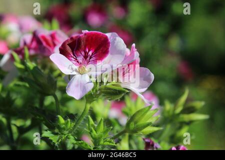 I bellissimi fiori rosa pallido e rosso di un Pelargonio Regale (Pelargonio x domestica) in primo piano crescendo all'aperto in un giardino. CopySpace t Foto Stock