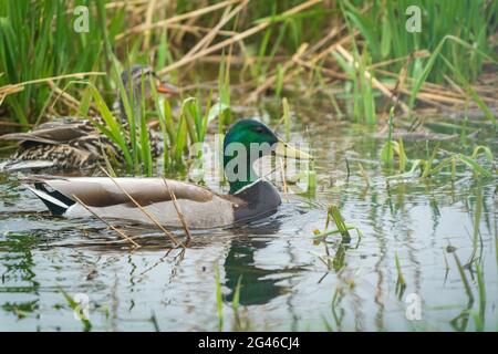 Un'anatra di Mallard Drake fotografata lungo la riva del torrente Strawberry presso la Riserva del canale della nave della Door County Land Trust Sturgeon Bay nella Door County WI Foto Stock