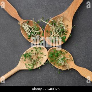 Germogli verdi di chia, rucola e senape in un cucchiaio di legno su sfondo nero, vista dall'alto Foto Stock