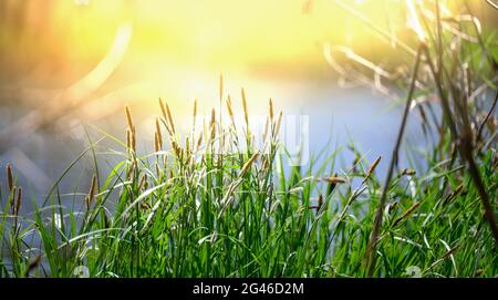 Banca del fiume Dnieper con canne e cespugli in crescita in un giorno di primavera, i raggi del sole sono luminosi. Foto Stock