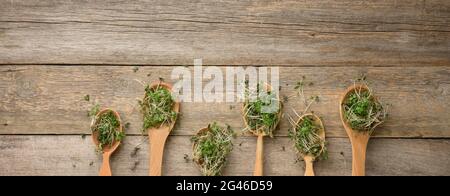 Germogli verdi germogliati di chia, rucola e senape in un cucchiaio di legno su sfondo grigio dalle vecchie tavole Foto Stock