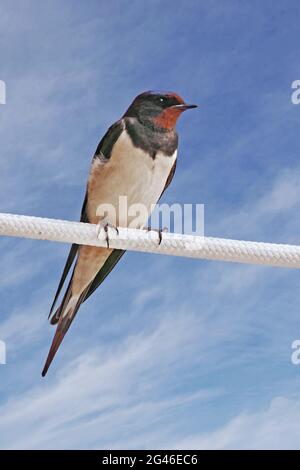 Fienile inghiottire appollaiato su un tightrope, Hirundo rustica, Hirundinidae Foto Stock