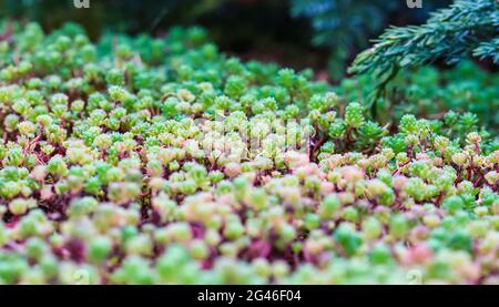 Sfondo verde con piccole succulente di sedone nel giardino. Natura sfondo Foto Stock