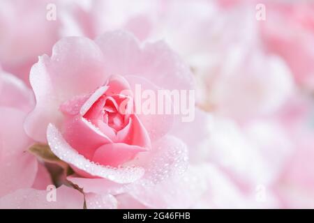 Bella rosa rosa con gocce d'acqua. Può essere utilizzato come sfondo. Soft focus. Stile romantico Foto Stock