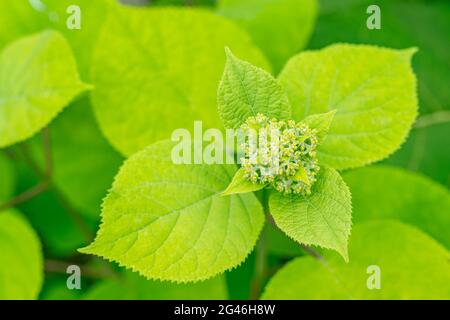 Infiorescenza dell'idrangea non fiorisce da vicino su uno sfondo sfocato di fogliame verde Foto Stock