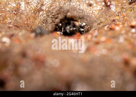 Ape australiana senza zampini trigona carbonaria che sgorga la testa dal suo tunnel Foto Stock