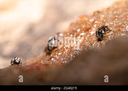 Tiny Australian nativa senza stingless ape trigona carbonaria strisciando Foto Stock