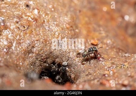 Gruppo di api autoctone australiane trigona carbonaria che sgorga la testa dal suo tunnel Foto Stock