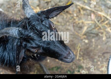 Testa di capra nera maschio sparata dalla parte superiore Foto Stock