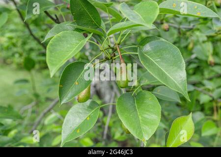 Frammento di un albero di pera con frutta e foglie affette dalla ruggine della malattia Foto Stock