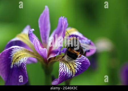 Bumblebee- ape bumble, bumble-ape, ape umile che raccoglie polline in uno stagno Iris. Fiore di piante acquatiche di palude che ospita un pollinatore di foraggio. Ape su Iris. Foto Stock