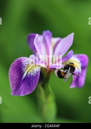 Bumblebee- ape bumble, bumble-ape, ape umile che raccoglie polline in uno stagno Iris. Fiore di piante acquatiche di palude che ospita un pollinatore di foraggio. Ape su Iris. Foto Stock