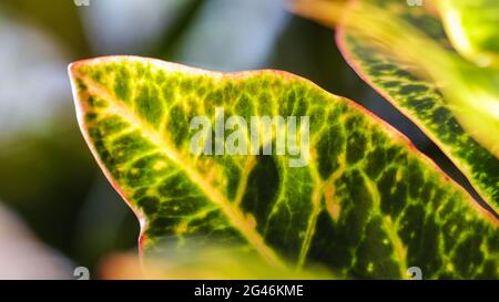 Foglie di pianta di Croton. Sfondo naturale per il design del marchio Foto Stock