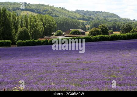 Vista dei campi di lavanda presso Castle Farm da Castle Road, Lullingstone, Kent, Inghilterra, Regno Unito Foto Stock