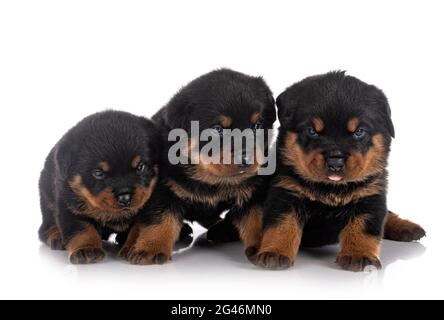 puppies rottweiler di fronte a sfondo bianco Foto Stock