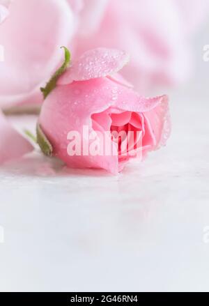 Bella rosa con gocce d'acqua su marmo bianco. Può essere utilizzato come sfondo. Messa a fuoco morbida. Stile romantico Foto Stock