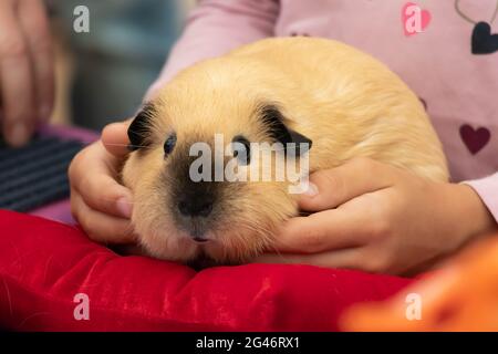 Un carino cavia roditore è seduto nelle mani di un bambino. Foto Stock