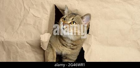 Adulto grigio britannico diritto-eared gatto sbucciando da un buco in carta marrone, muso divertente Foto Stock