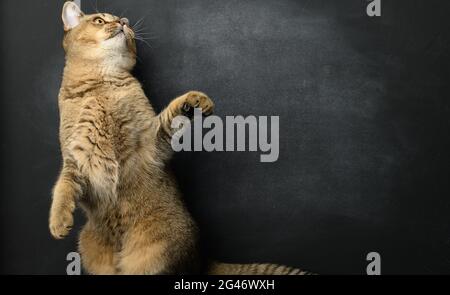 Gatto scozzese grigio diritto su sfondo nero, faccia divertente Foto Stock