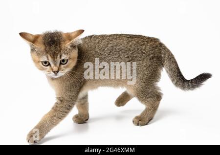 Piccolo gattino britannico dritto corre su uno sfondo bianco Foto Stock