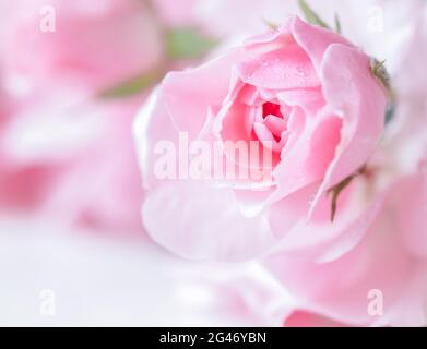 Bella rosa rosa con gocce d'acqua. Può essere utilizzato come sfondo. Soft focus. Stile romantico Foto Stock