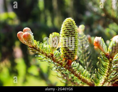 Un ramo di abete coreano con cono di giovani nella primavera del giardino Foto Stock