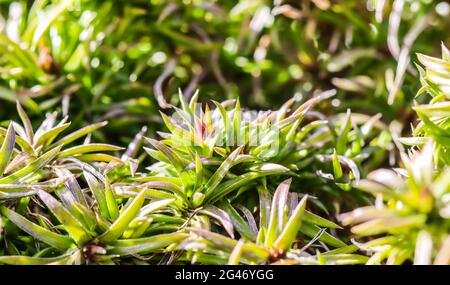 Sfondo verde di lunghi steli di diffusione, fogliame e gemme di fiori striscianti Phlox nel giardino Foto Stock