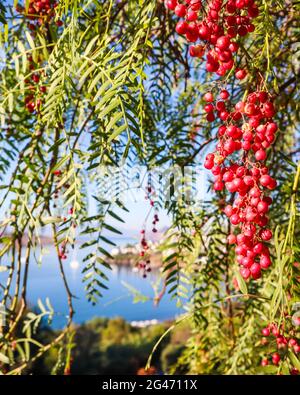 I rami del brasiliano pepe (Schinus terebinthifolius o aroeira o rosa) con frutti sullo sfondo di un paesaggio marino Foto Stock