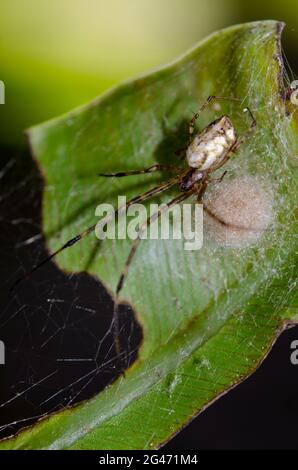 Spider orb-weaver, Tylorida sp, con nido, Klungkung, Bali, Indonesia Foto Stock