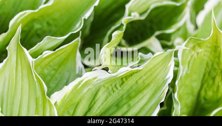 Sfondo naturale. Hosta (Funkia, Plantain Lilies) nel giardino. Primo piano foglie verdi con bordo bianco Foto Stock