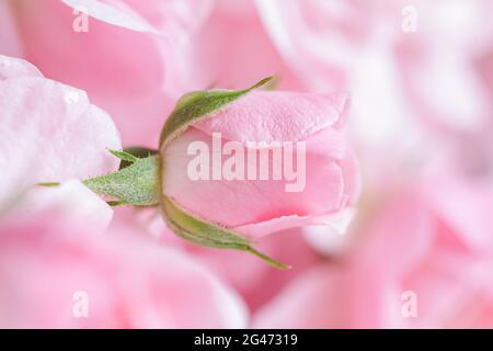 Bella rosa rosa con gocce d'acqua. Può essere utilizzato come sfondo. Soft focus. Stile romantico Foto Stock