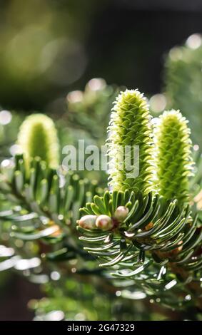 Ramo di abete coreano con coni giovani dopo la pioggia in un giardino di primavera su sfondo sfocato Foto Stock