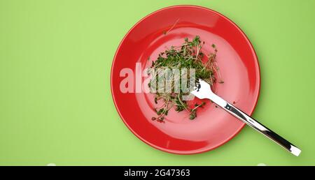 Germogli verdi di chia, rucola e senape in una piastra rotonda rossa, vista dall'alto Foto Stock