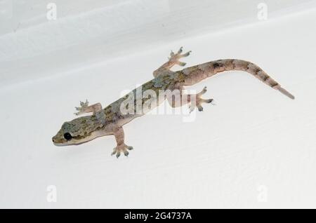 Asian House Gecko, Hemidactylus frenatus, Saba, Bali, Indonesia Foto Stock