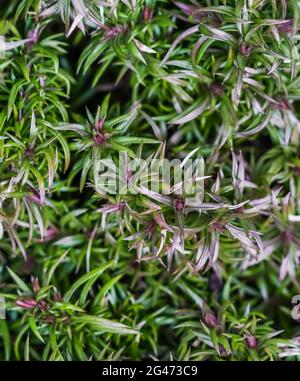 Sfondo verde di lunghi steli di diffusione, fogliame e gemme di fiori striscianti Phlox nel giardino Foto Stock