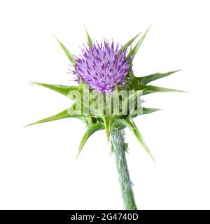 Tutto il latte fresco viola fiore di thistle primo piano su sfondo bianco Foto Stock