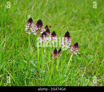 Orchidea bruciata, orchidea bruciata, orchidea nana, orchidea alata scura, Foto Stock