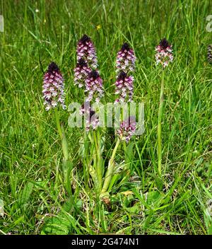 Orchidea a punta bruciata, orchidea nana, orchi ad ali scure, Foto Stock