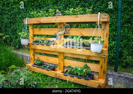 Giardinaggio piantare fragole su una palletta in bassa Baviera Germania Foto Stock