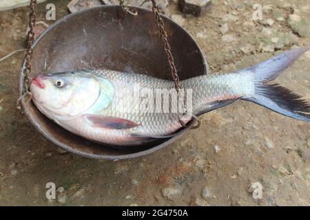 pesce catla carpa grande pesato su bilancia tradizionale Foto Stock