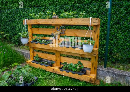 Giardinaggio piantare fragole su una palletta in bassa Baviera Germania Foto Stock