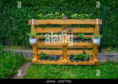 Giardinaggio piantare fragole su una palletta in bassa Baviera Germania Foto Stock