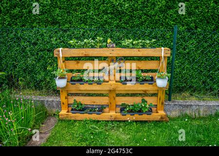 Giardinaggio piantare fragole su una palletta in bassa Baviera Germania Foto Stock