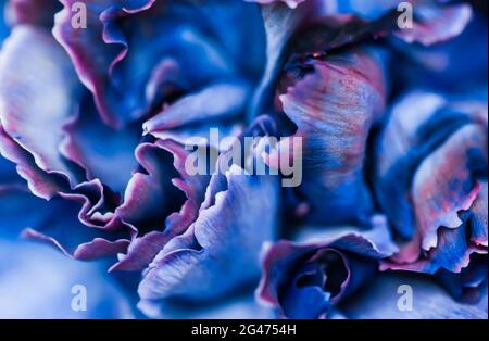 Sfondo floreale astratto, fiore di garofano blu. Macro fiori sfondo per il design del marchio per le vacanze Foto Stock