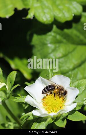 Fiorire la fragola con le api in un'azienda agricola biologica Foto Stock