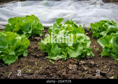 Giardinaggio piantando Lattuga in bassa Baviera Germania Foto Stock